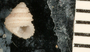 Image of Herpetopoma verruca