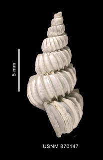 Cirsotrema magellanicum image