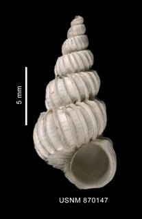 Cirsotrema magellanicum image