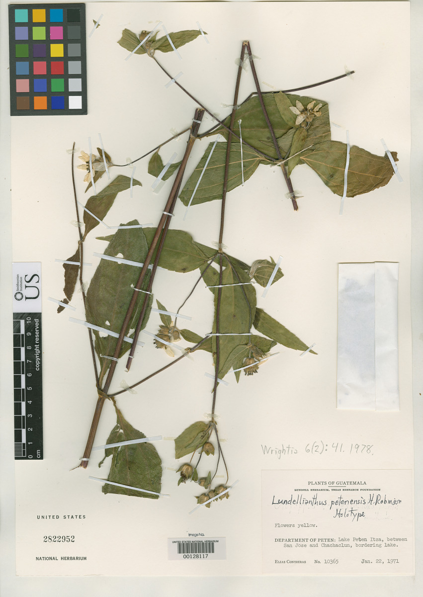Lundellianthus petensis image