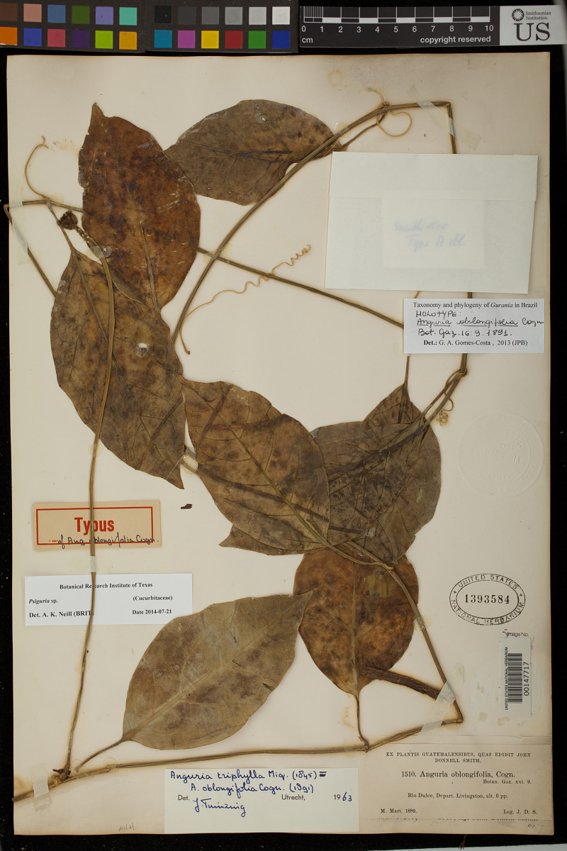 Anguria oblongifolia image