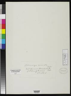 Plagiobothrys reticulatus var. reticulatus image