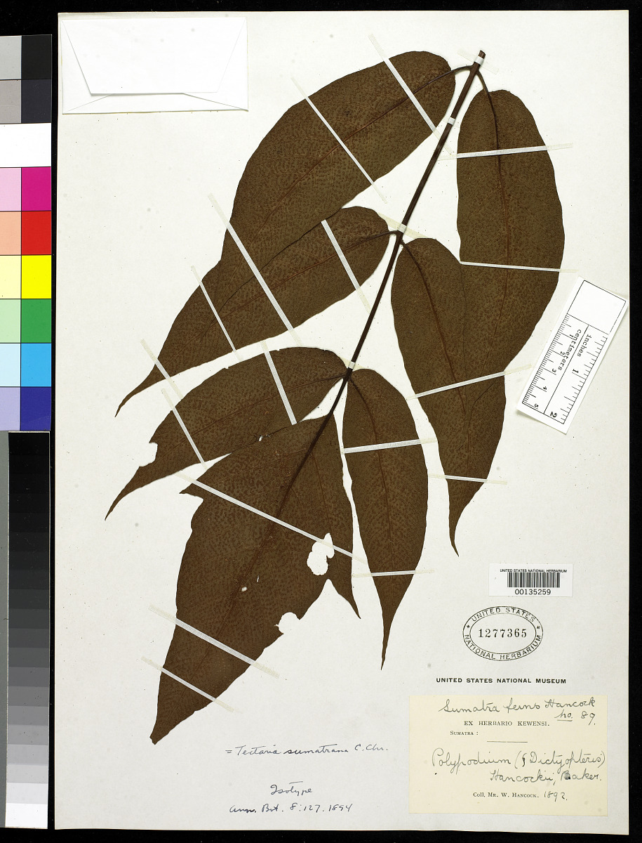Tectaria sumatrana image