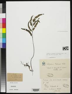 Lindsaea vieillardii image