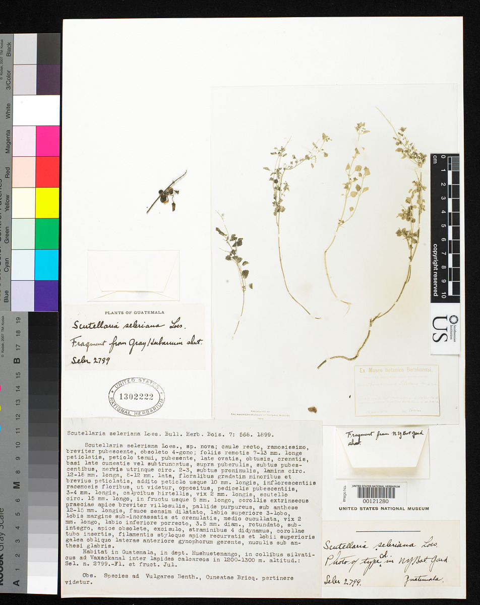 Scutellaria seleriana image