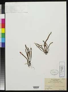 Oreogrammitis scleroglossoides image