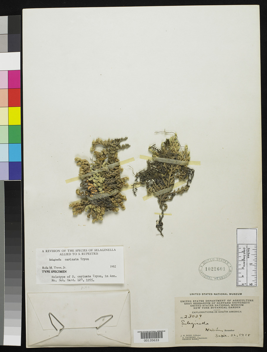 Selaginella carinata image