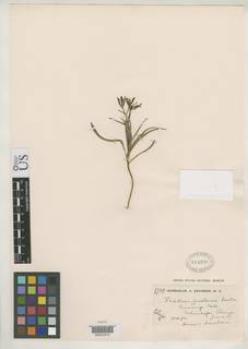 Image of Fritillaria pinetorum