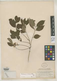 Lonchocarpus michelianus image