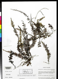 Image of Hymenophyllum mortonianum