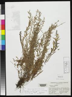 Image of Ceradenia auroseiomena