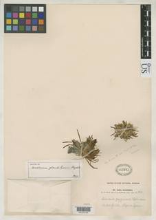 Lewisia glandulosa image
