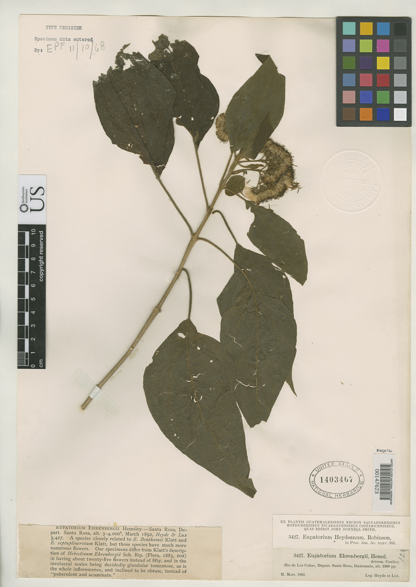 Eupatorium heydeanum image