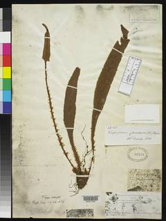 Elaphoglossum gardnerianum image