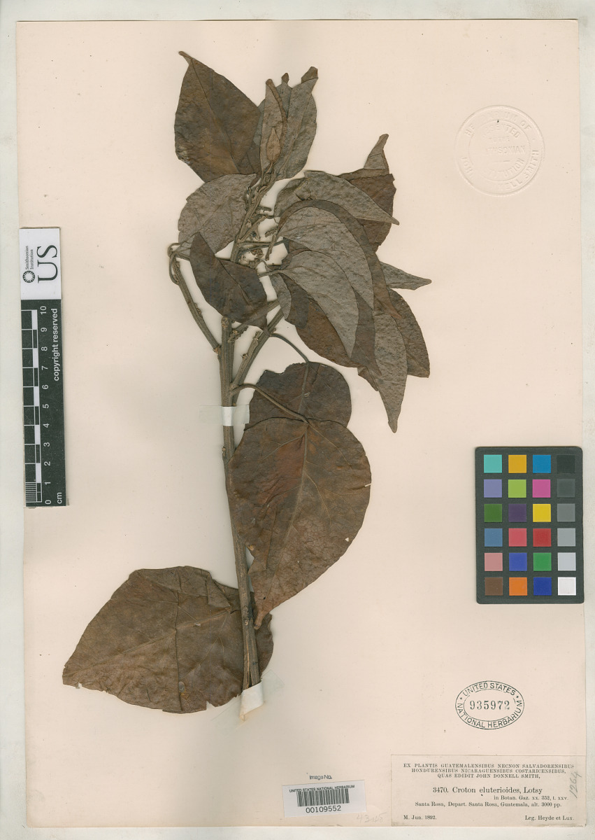 Croton eluterioides image