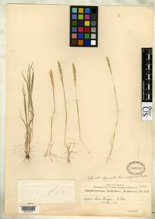 Agrostis tandilensis image