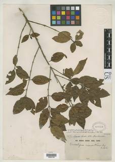 Tricalysia acocantheroides image