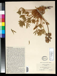 Lupinus magnificus var. hesperius image