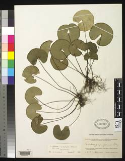 Lindsaea cyclophylla image