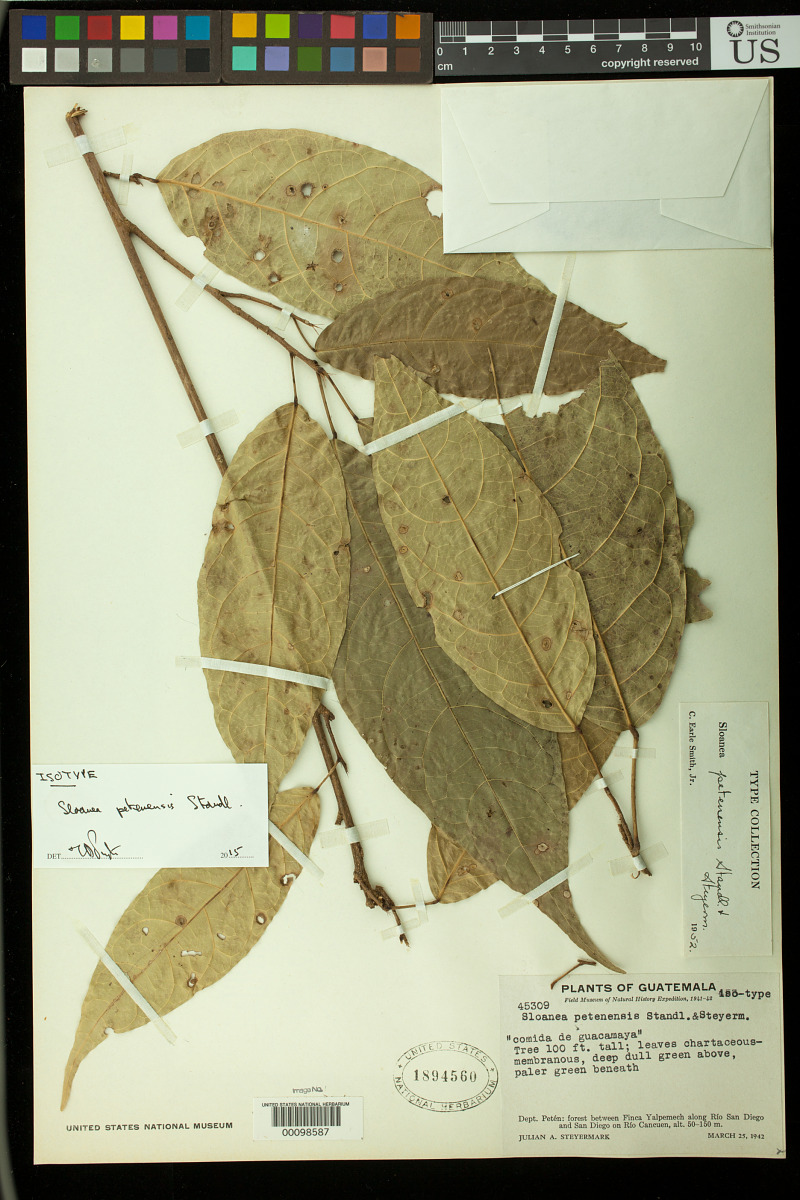 Sloanea petenensis image