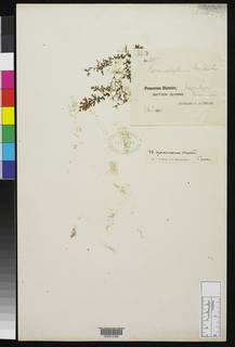 Hymenophyllum roraimense image