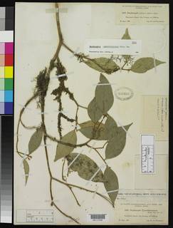 Daphnopsis tuerckheimiana image