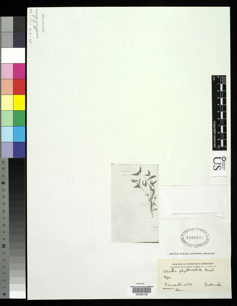 Wedelia phyllocephala image