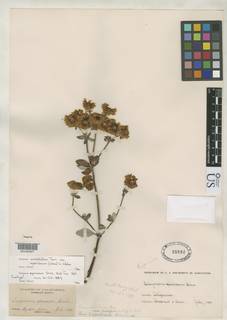Eriogonum umbellatum var. speciosum image