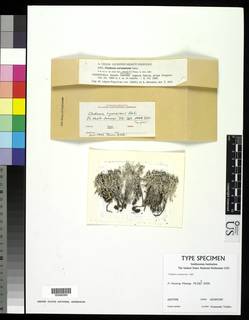 Cladonia cyanescens image