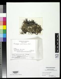 Oropogon pseudoloxensis image