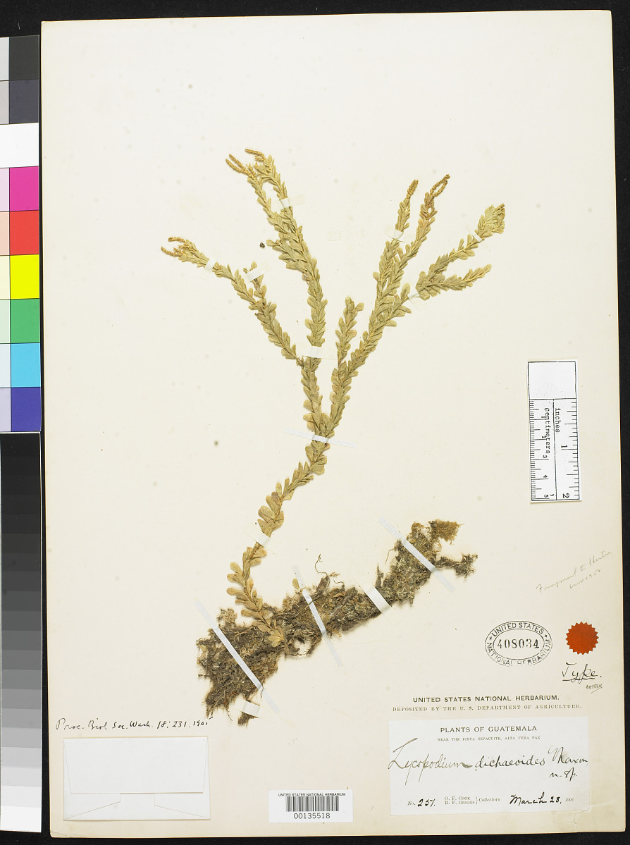 Lycopodium dichaeoides image