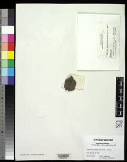 Catillaria pseudoleptocheila image