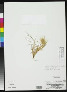 Cenchrus longisetus image