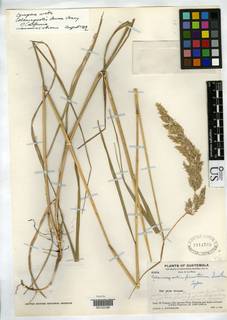 Image of Calamagrostis pinetorum