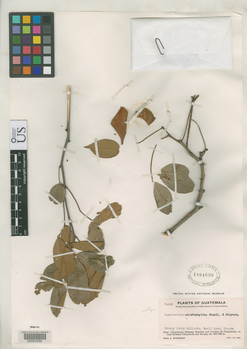 Lonchocarpus eriocarinalis image