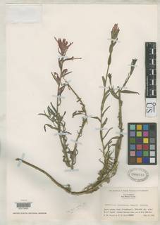 Castilleja subinclusa subsp. franciscana image