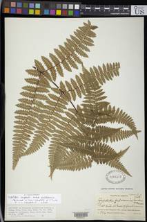 Hypolepis rugosula subsp. pulcherrima image