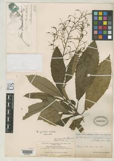 Bocconia frutescens image