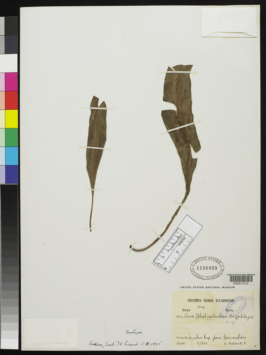 Elaphoglossum actinolepis image