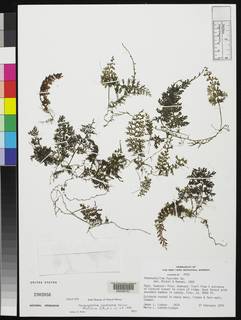 Hymenophyllum lamellatum image