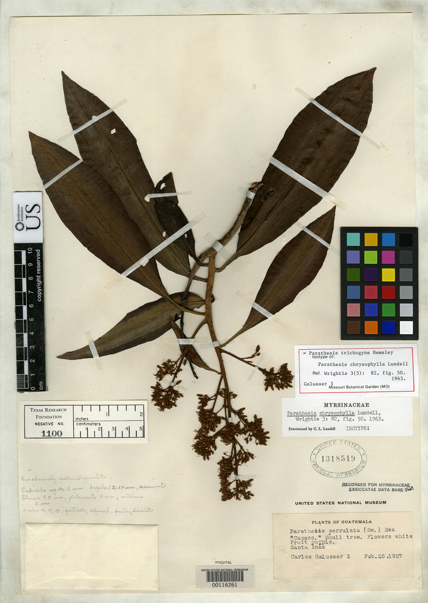 Parathesis chrysophylla image