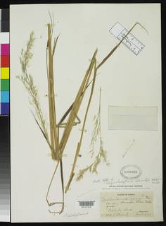 Melinis ambigua subsp. longicauda image