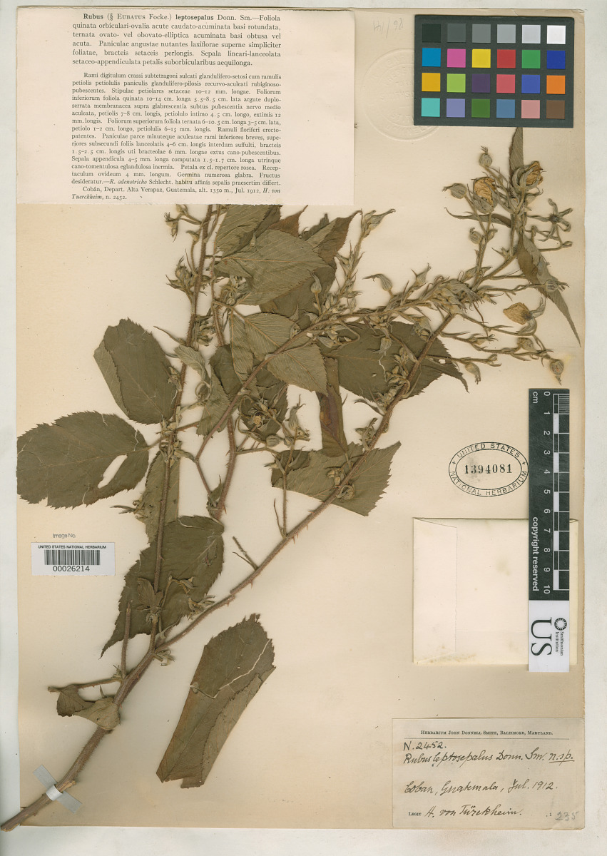 Rubus leptosepalus image