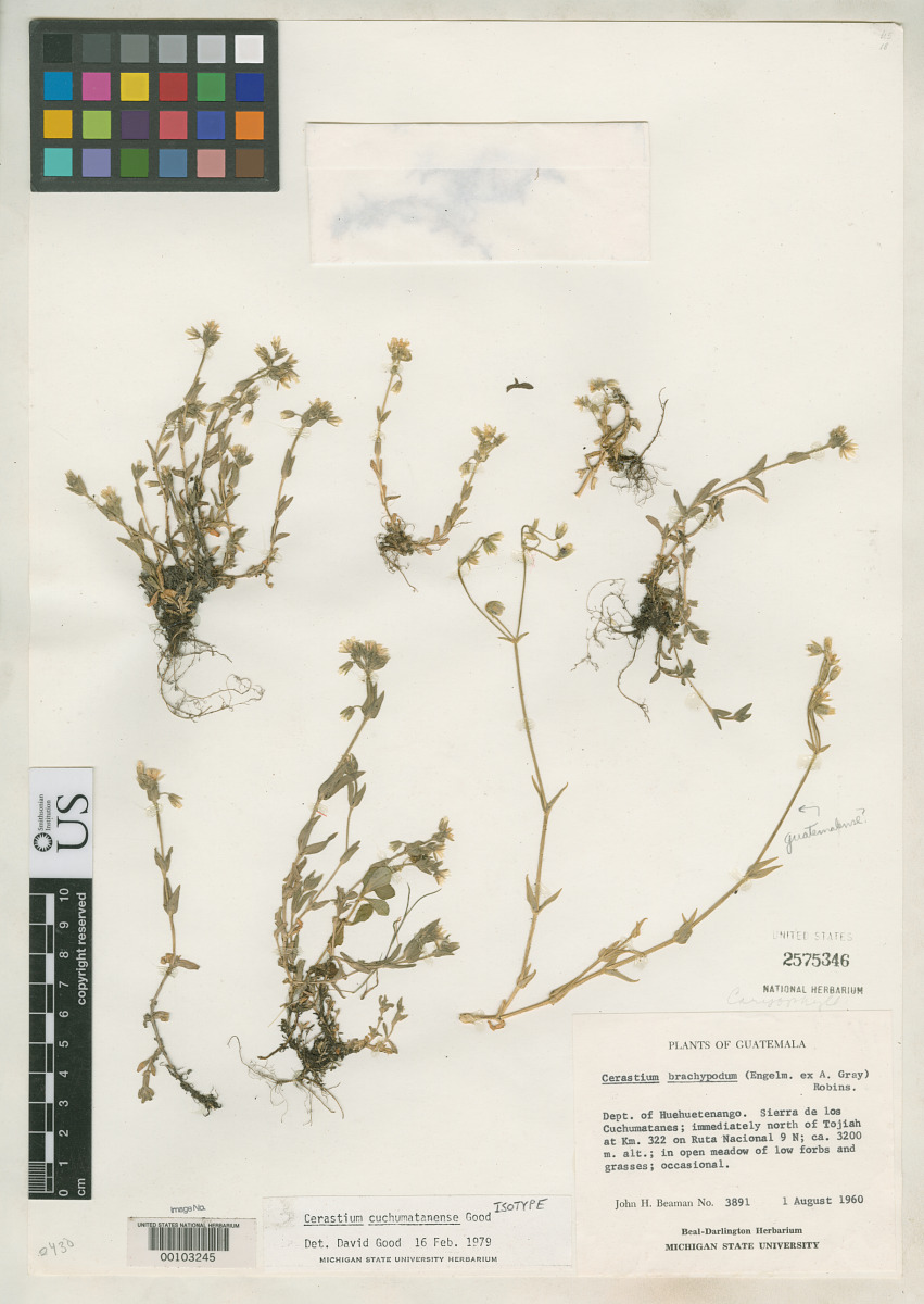 Caryophyllaceae image