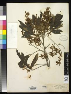 Thouinia acuminata var. pubicalyx image