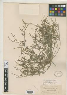 Eschscholzia californica subsp. californica image