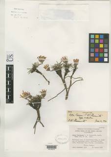 Image of Aster peirsonii