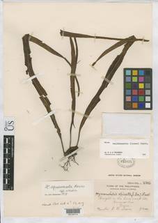 Lepisorus validinervis image
