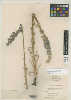 Delphinium hesperium subsp. cuyamacae image