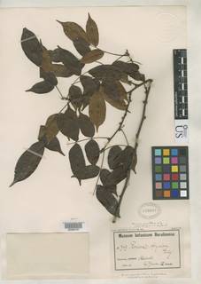 Image of Rourea parviflora